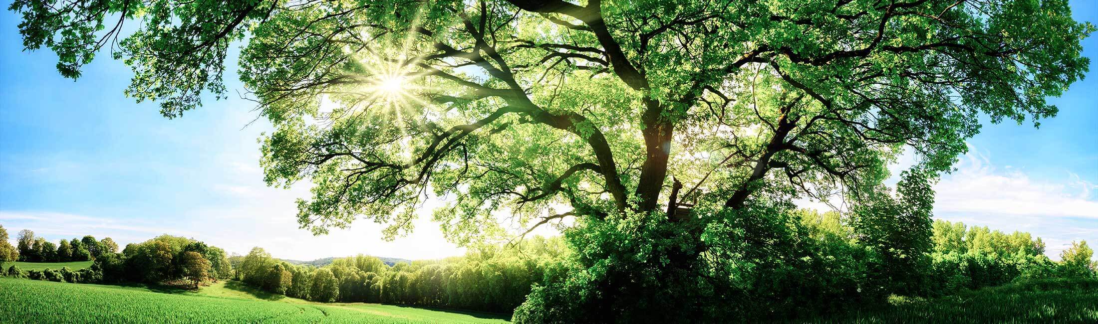 Umwelt und Natur Nature